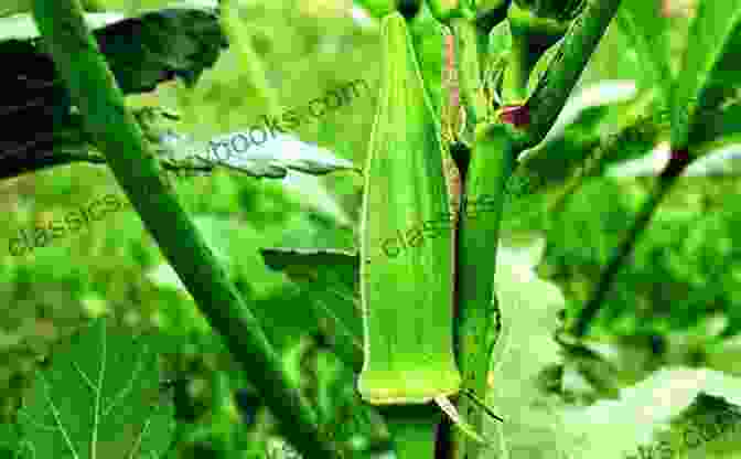 A Vibrant Image Of Okra Plants From Seed To Stem, With Ripe Pods And Lush Leaves The Whole Okra: A Seed To Stem Celebration