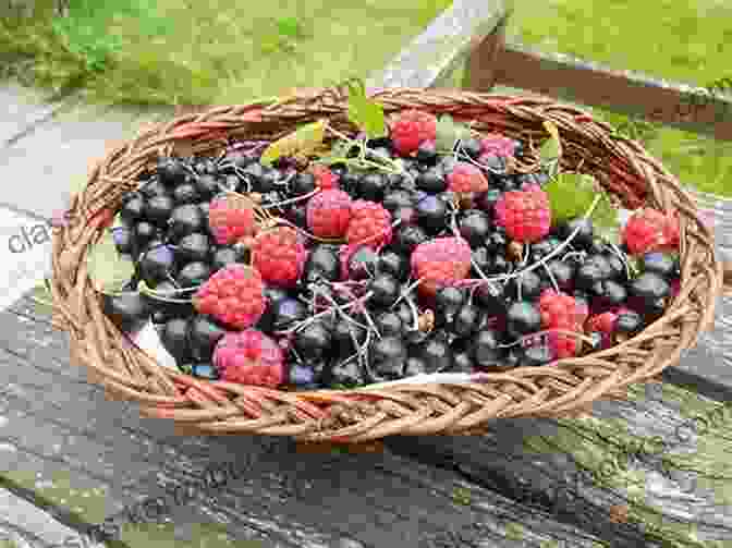 A Woman Foraging For Wild Berries In A Lush Forest, Her Basket Overflowing With Vibrant Colors And Textures Christina S Cookbook: Recipes And Stories From A Northwest Island Kitchen